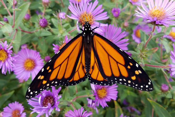Monarch Butterfly
